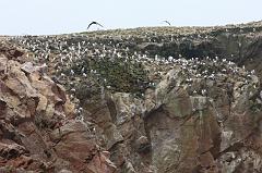 1140-Isole Ballestas,19 luglio 2013
